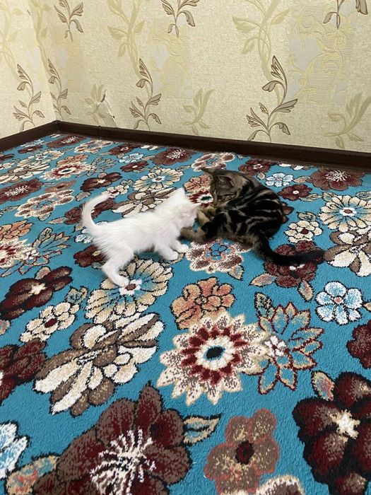 Отдам котят в хорошие руки