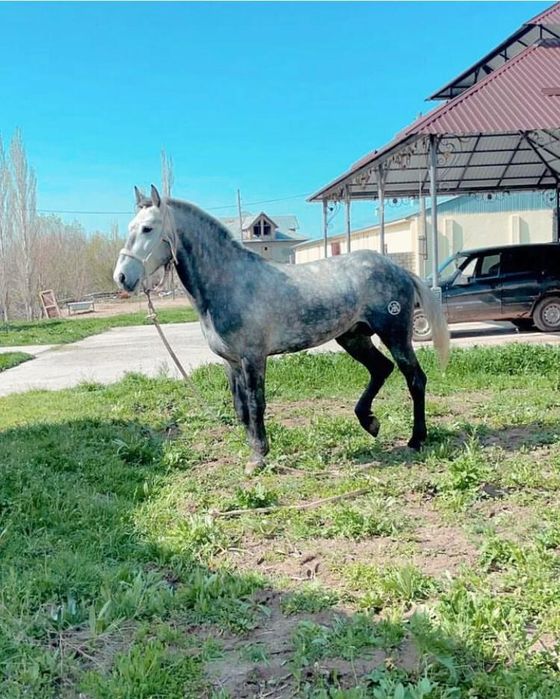 Танба Басу Клеймо 2000тг