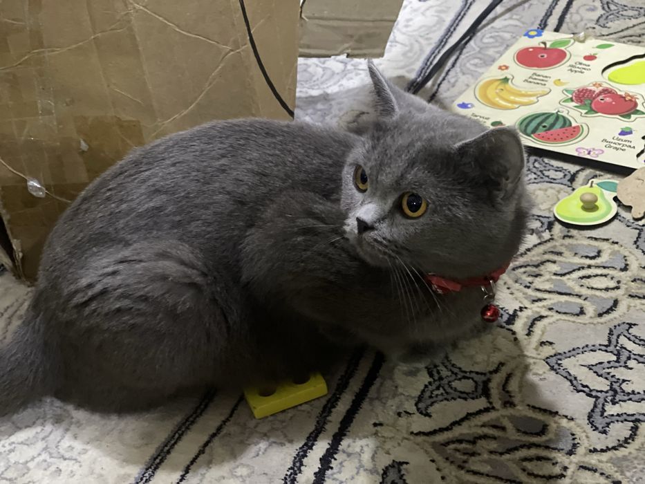 Продам кошки чийтий пароди без мами тока катонки 2 штуки есть