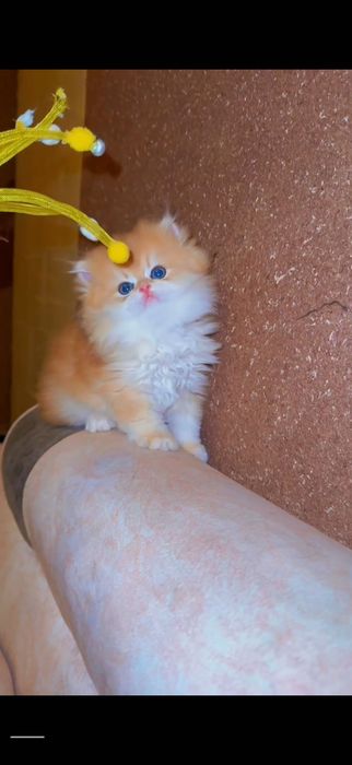 Кошка Золотая шиншилла хайланд