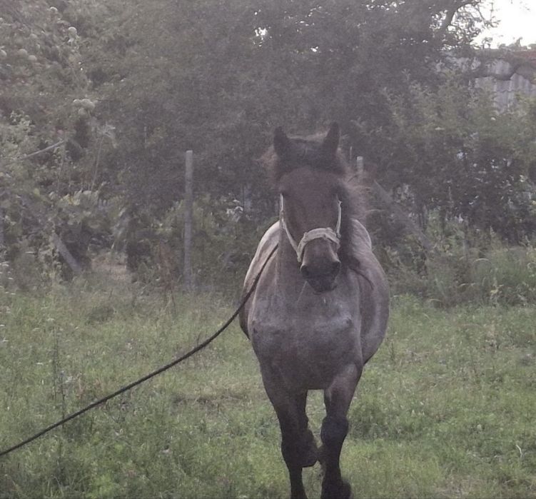 Vând o pereche de cai