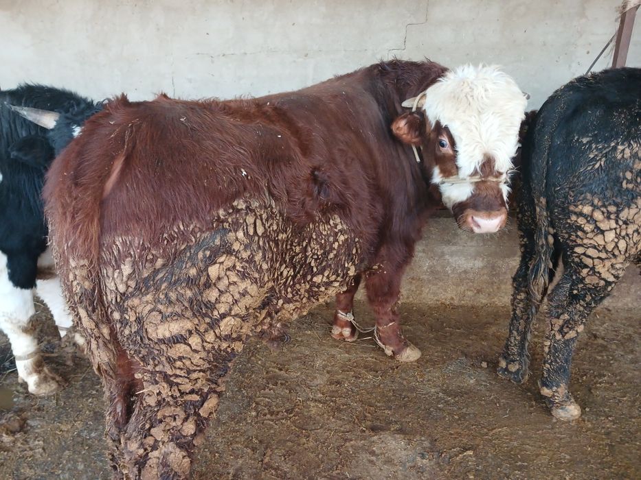 СемізБұхалар.сатылады