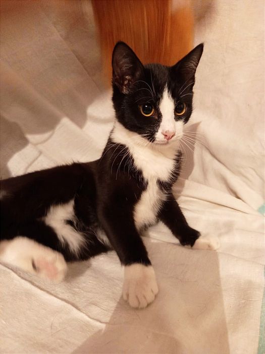 Котенок Алор (мальчик) 5месяцев