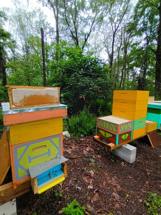 Regine/matci f1 transvazate