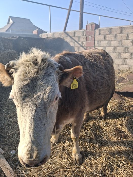 Продам скот корову и бычков