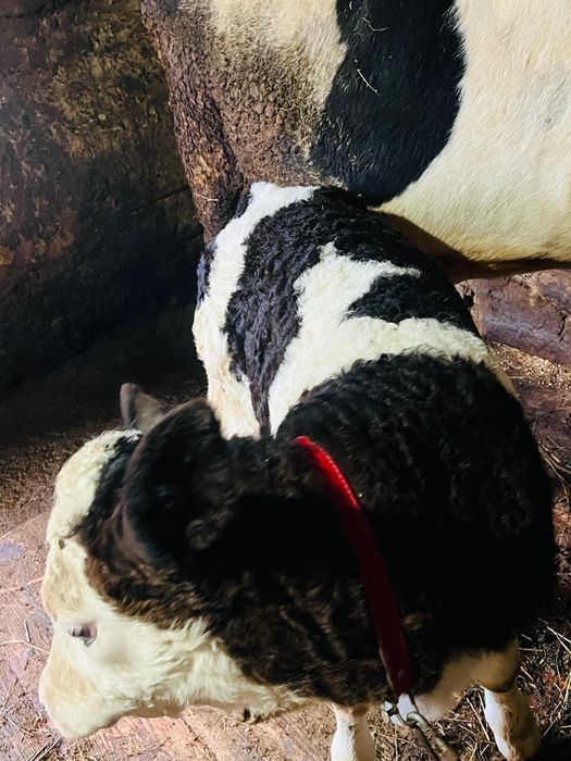 Ofer spre vânzare o vițea!