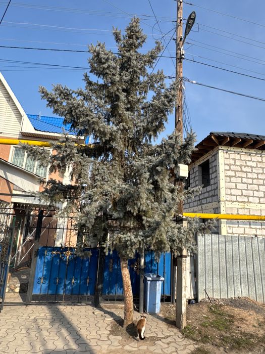 Продам живую ёлку и телевизор 40000  б/у Алматы