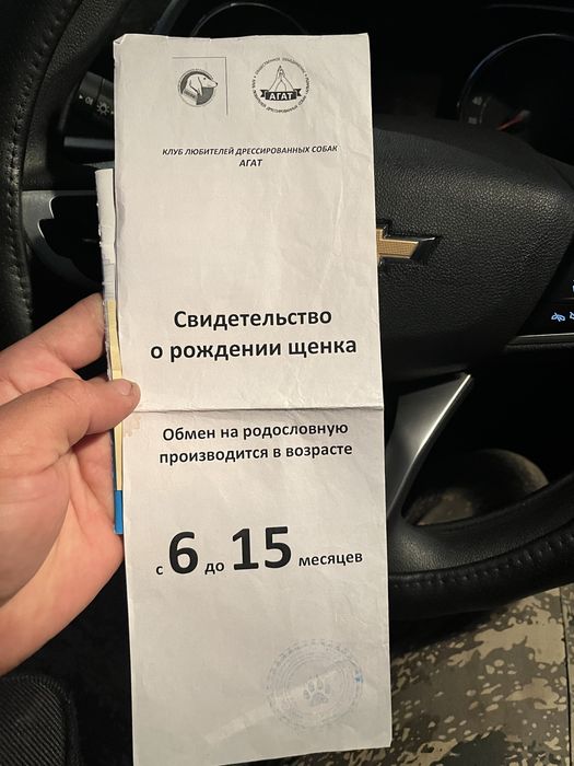 Бельгийская овчарка малинуа