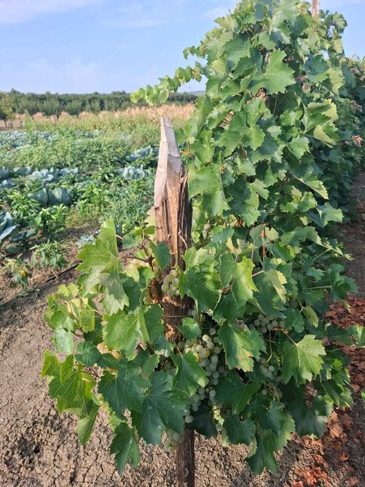 Struguri pentru vin