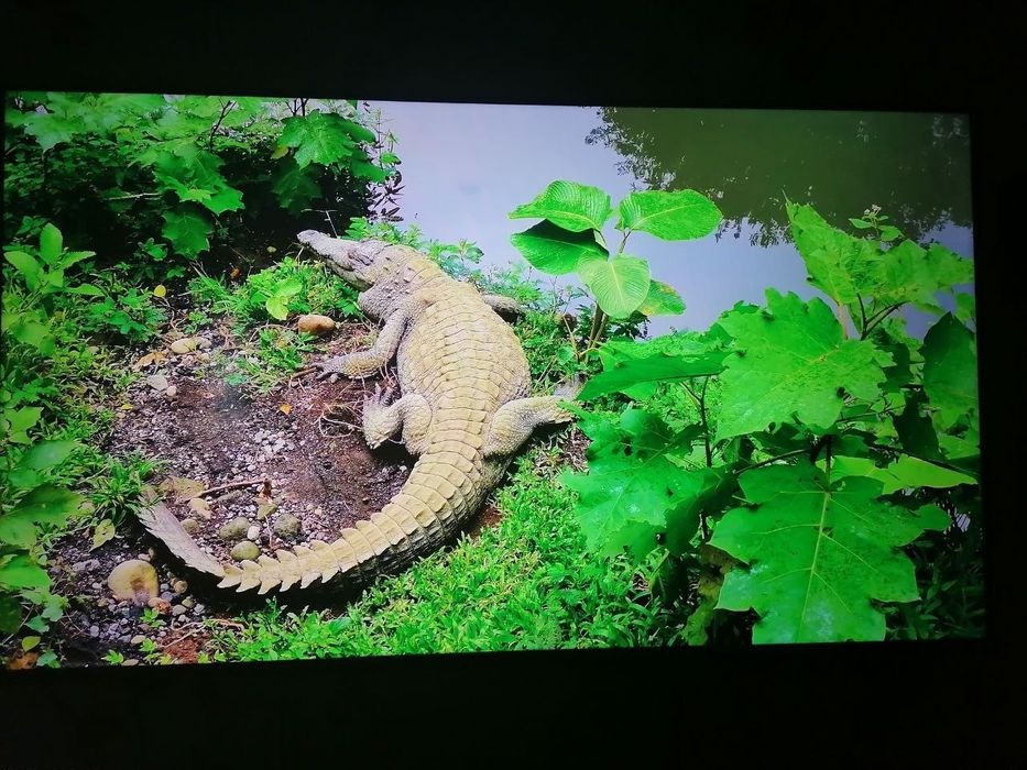 Телевизор Haier 55