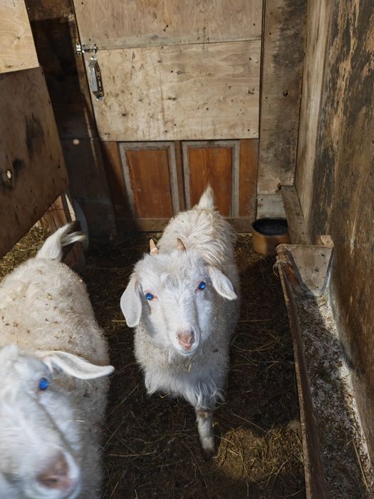 Лак ешкилер бар калада