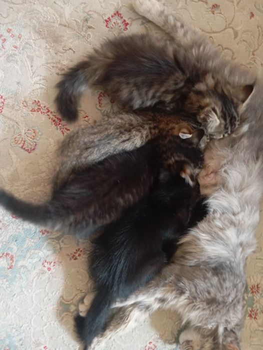 раздаем котят в добрые руки , бесплатно