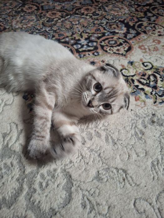 В добрые руки котенок вислоухий