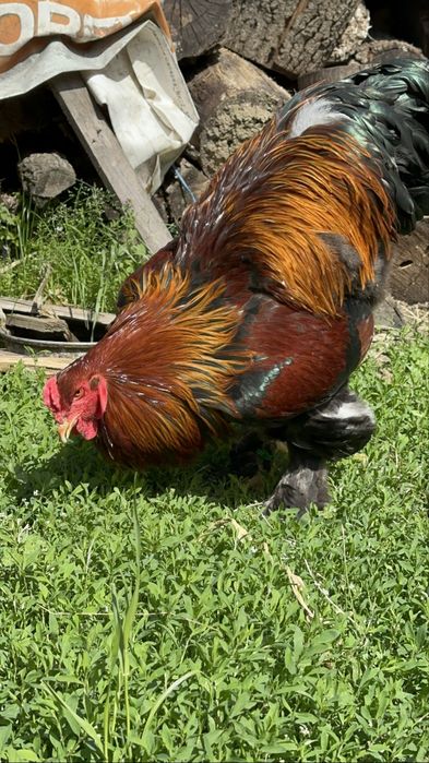 Disponibila pereche brahma potarnichiu
