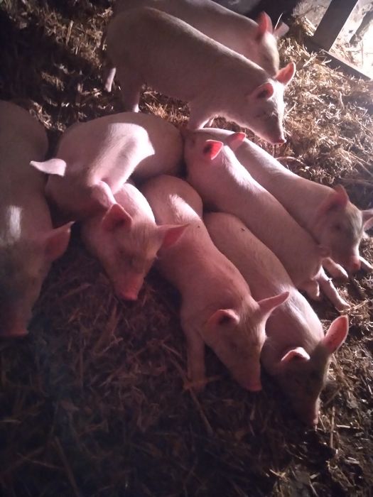 Продам поросят..