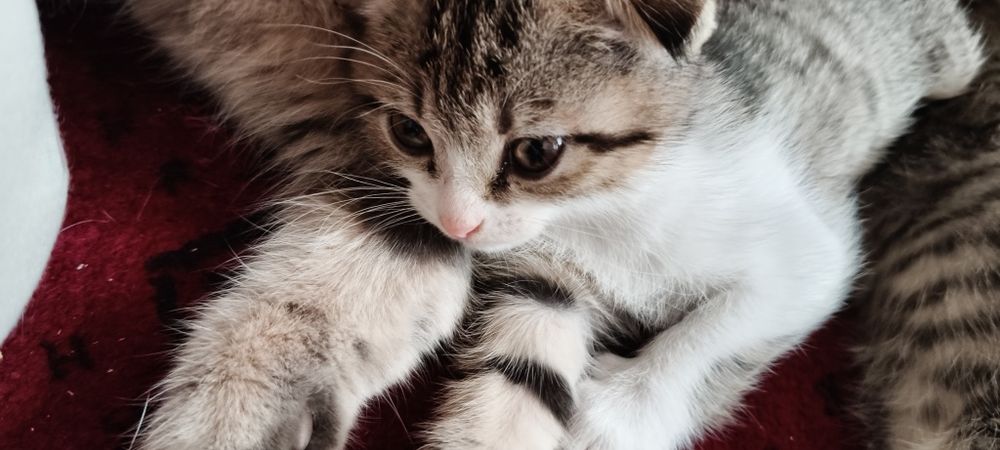 Котята шотландцы