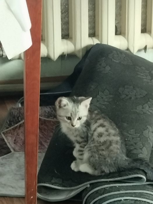 Скоттиш Страйт котенок