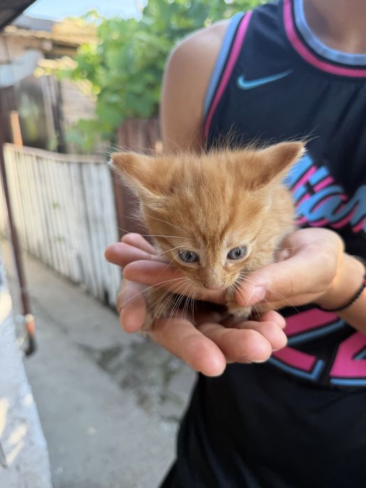 Pisicute spre adoptie