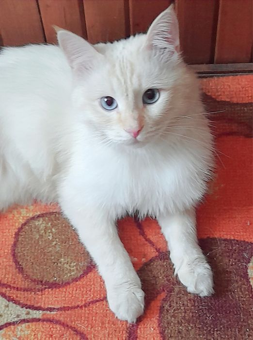 Белоснежный котик 1.5 годика