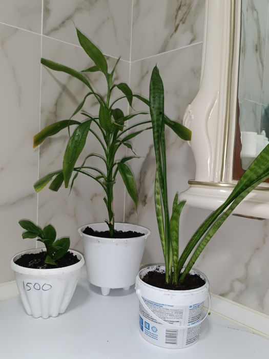 Замиокулькас, Сансиеверия и Драцена Сандера