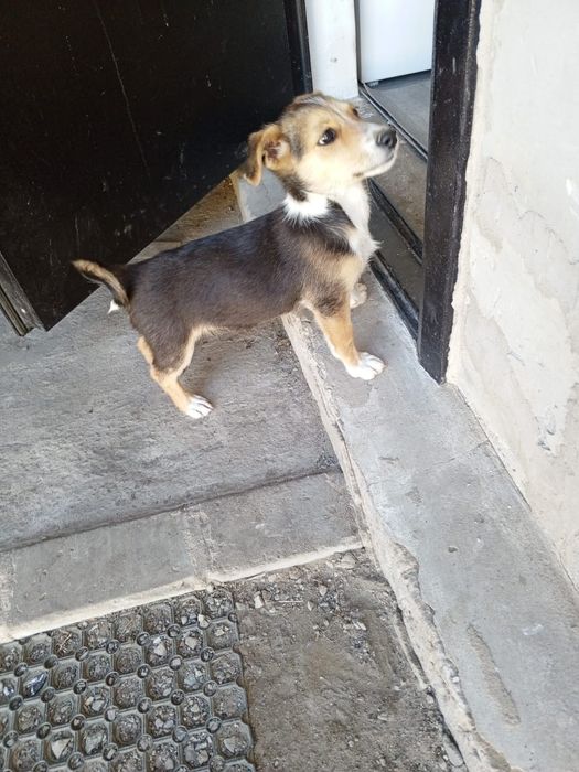 Отдам щенят в хорошие руки