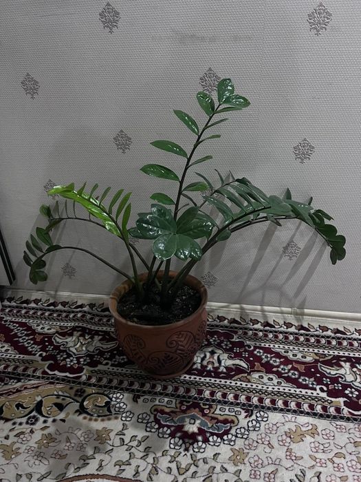 Комнатные растения