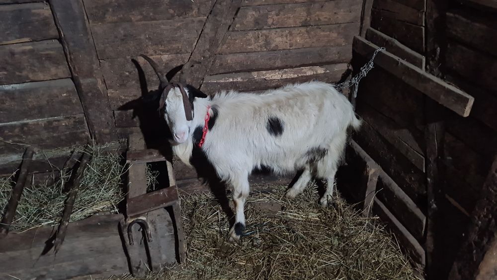 3 capre tinere cu iezi