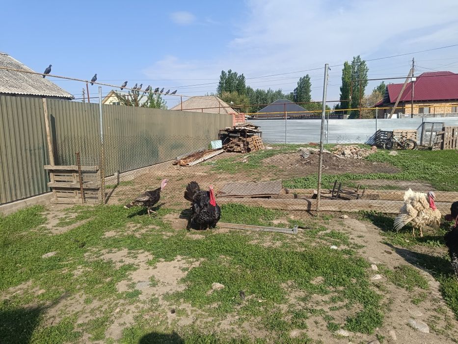 Продам индюков и индюшек