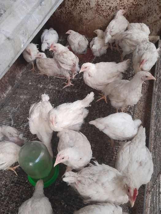 Продам бролерных цыплят
