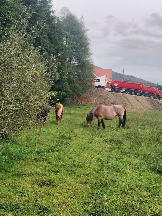 Mînz de 7 luni caută alții iubitori