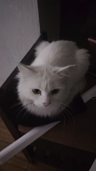 Потерял кошку белая