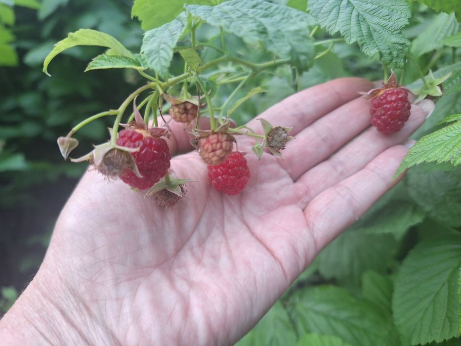 Продам домашнюю малину