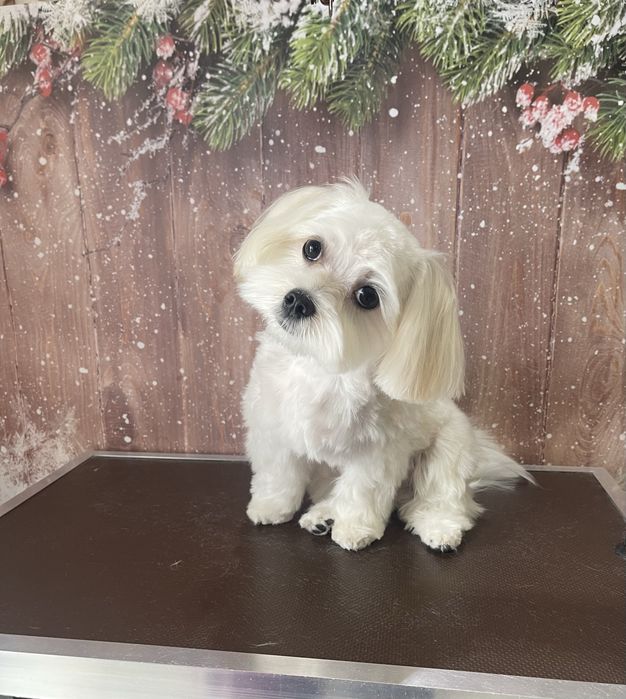 Грумер Костанай мелких пород собак