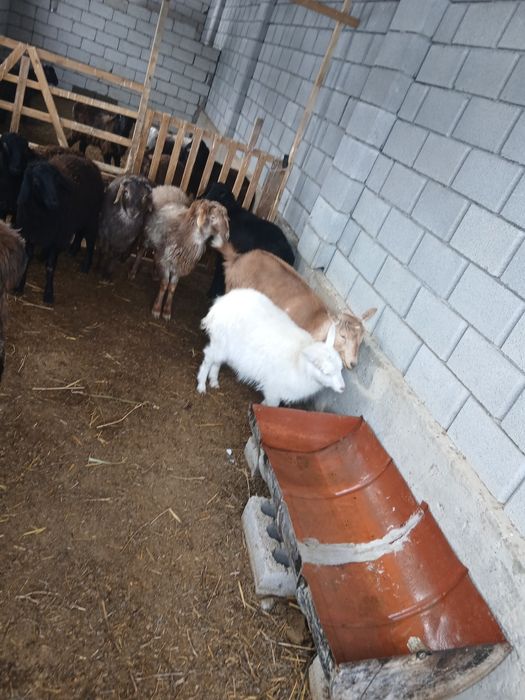 Орыс ешкі ұрғашы лағымен