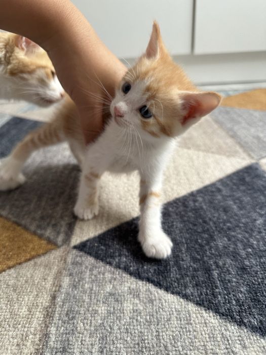 Котята бесплатно