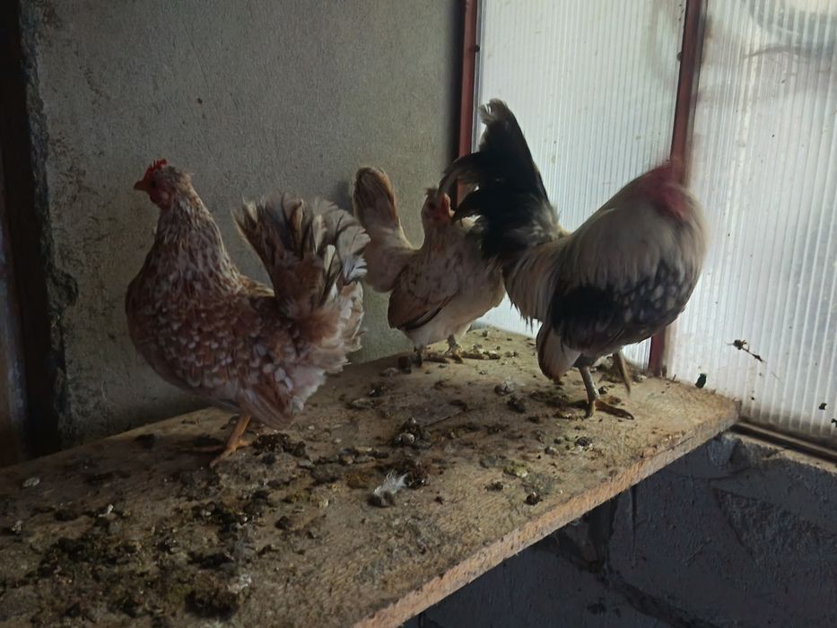 Vând găinușe chabo