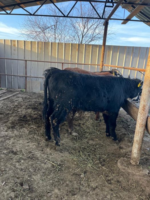 Срочно продаются бычки