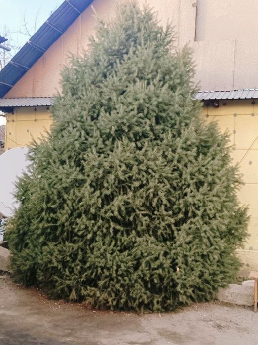 Ёлка высота 5,6 метров.