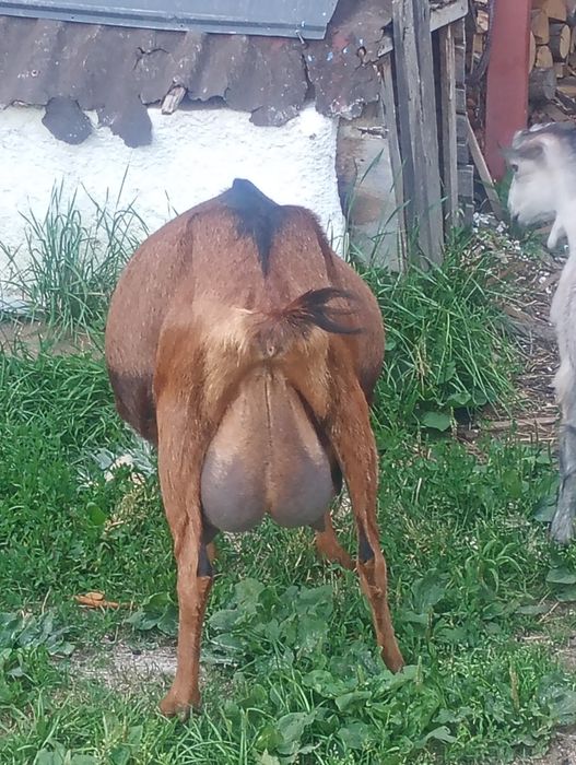 Vind capre bune de lapte