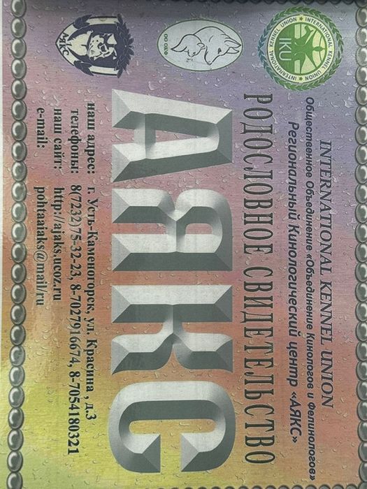 САО кобель для вязки