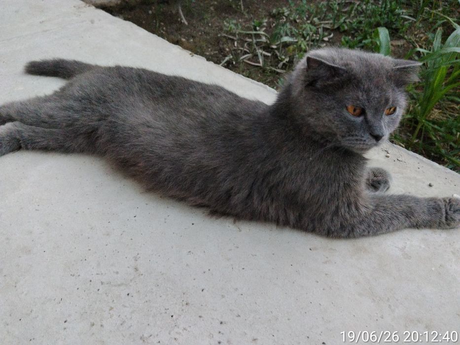 Scottish fold zotli mushuk
