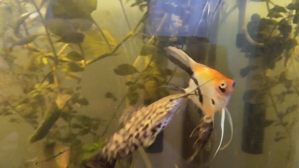 Аквариумные рыбки