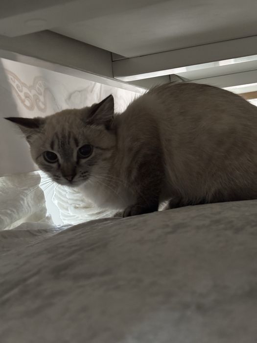 Отдам котенка в добрые руки