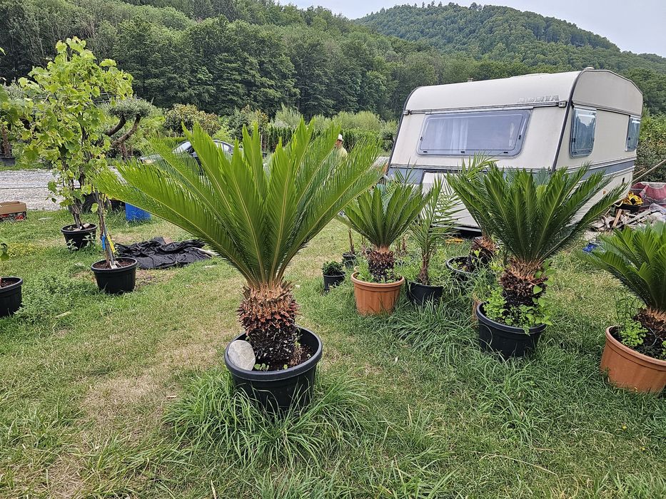Cycas palmieri, plante exotice
