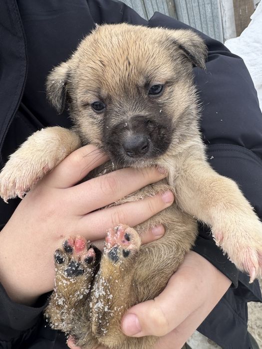 Отдам щенят в добрый руки