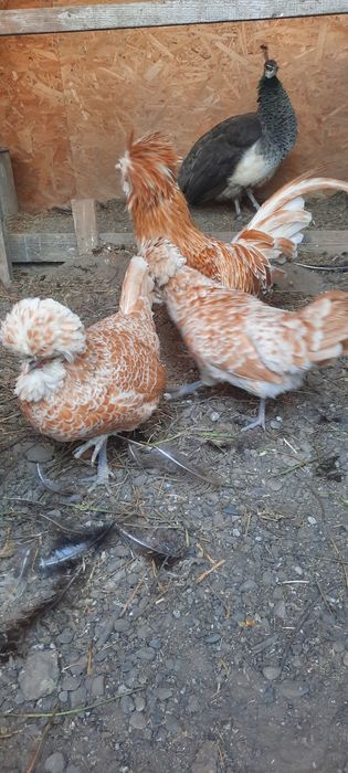 Pasari și  ouă incubat paduana și motata olandeza