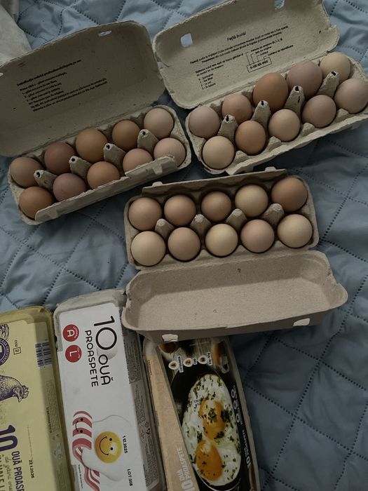 Oua de gaina de casa, oua verzi, oua de rata.