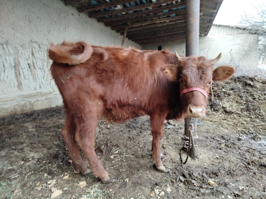 Гуножин сотилади, 11 миллион сўм.