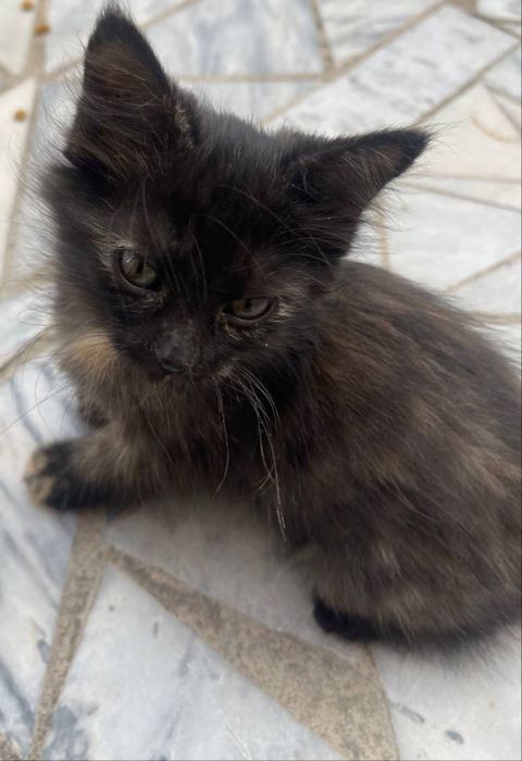 Котёнок / Mushukcha