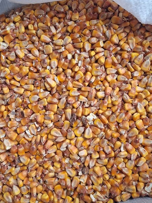 Vand porumb sticlos si furajer